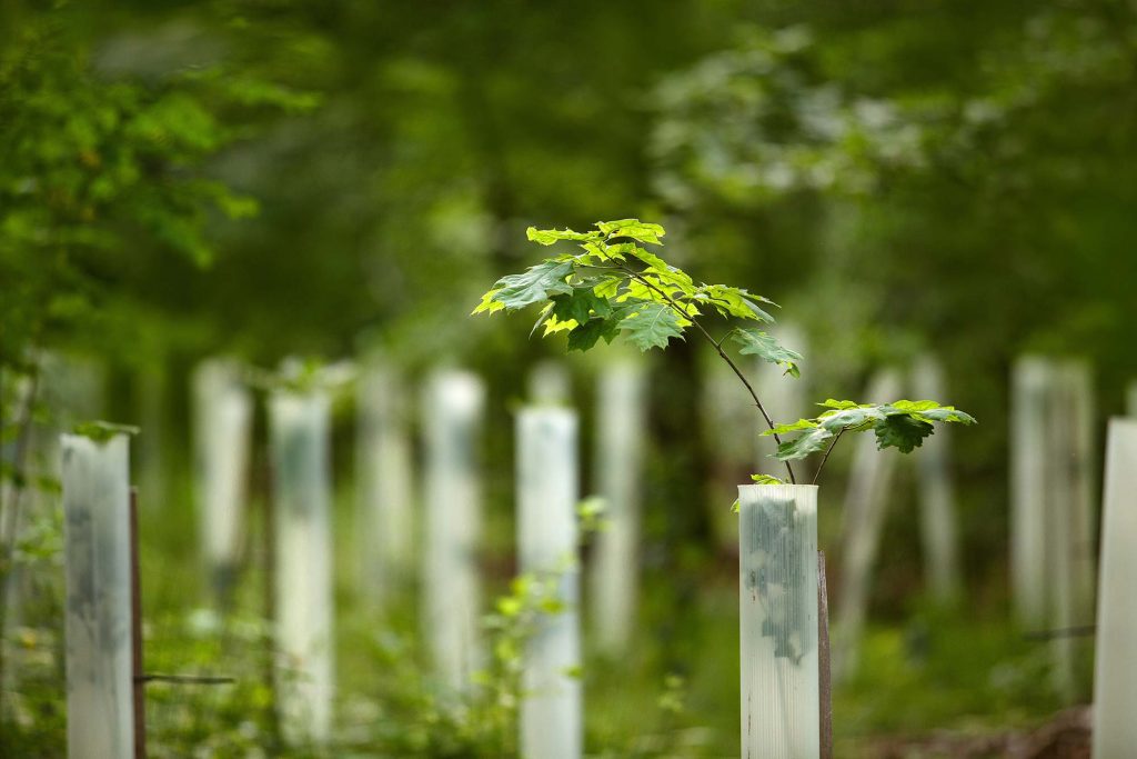 Young oak saplings