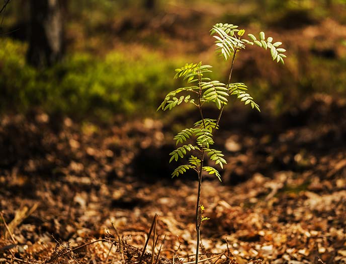 Young rowan tree
