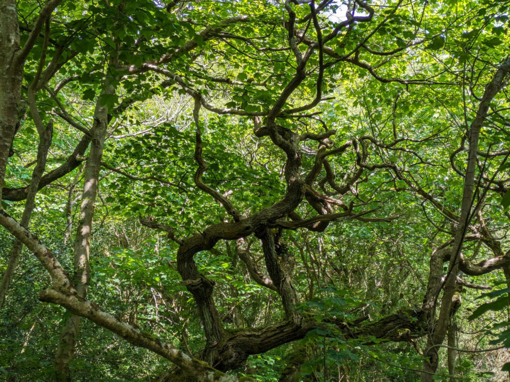 A gnarly, twisted old tree in a woodland