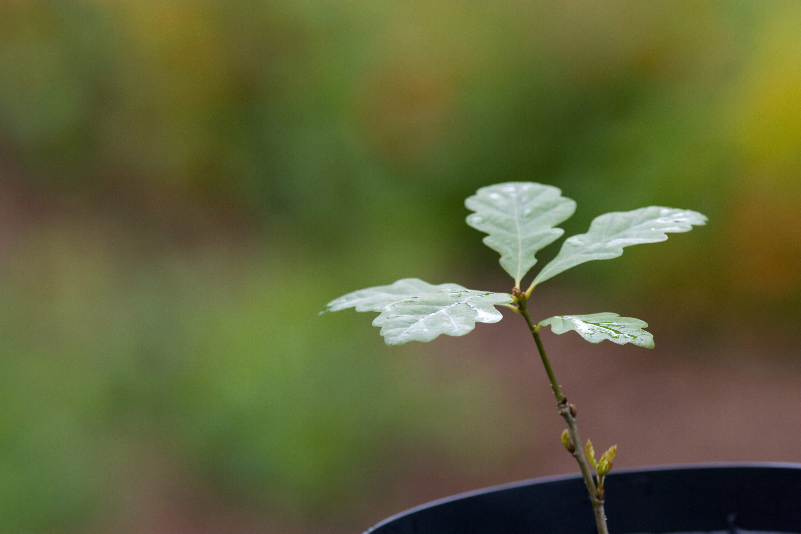 A young oak sapling growing in a pot