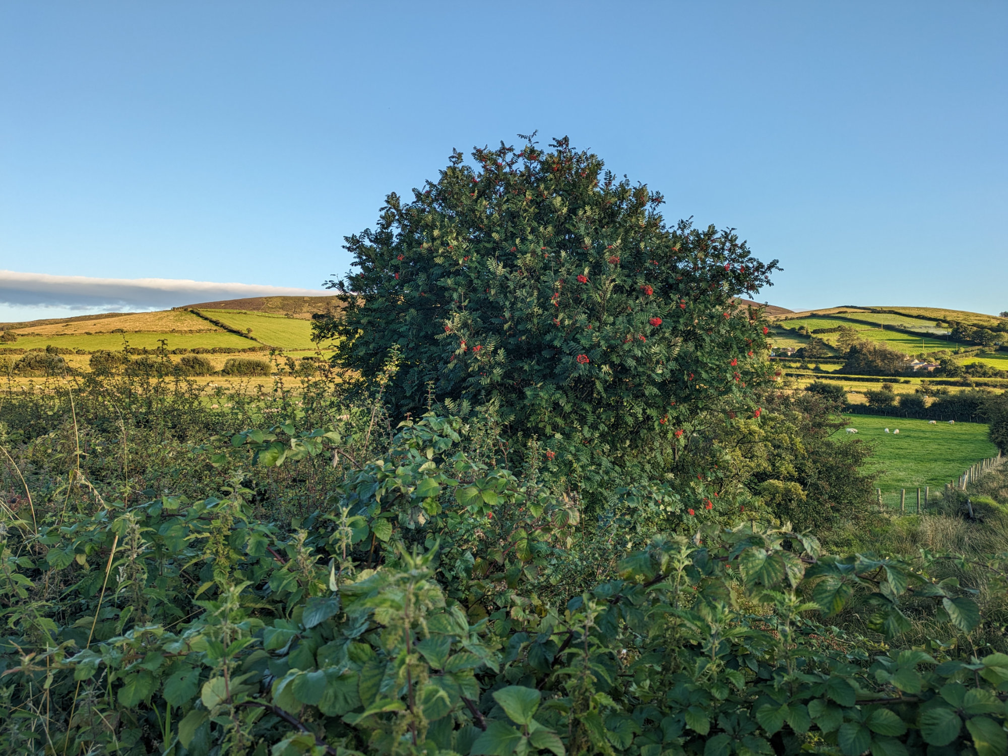 A rowan tree with ripe berries in Donegal, Ireland