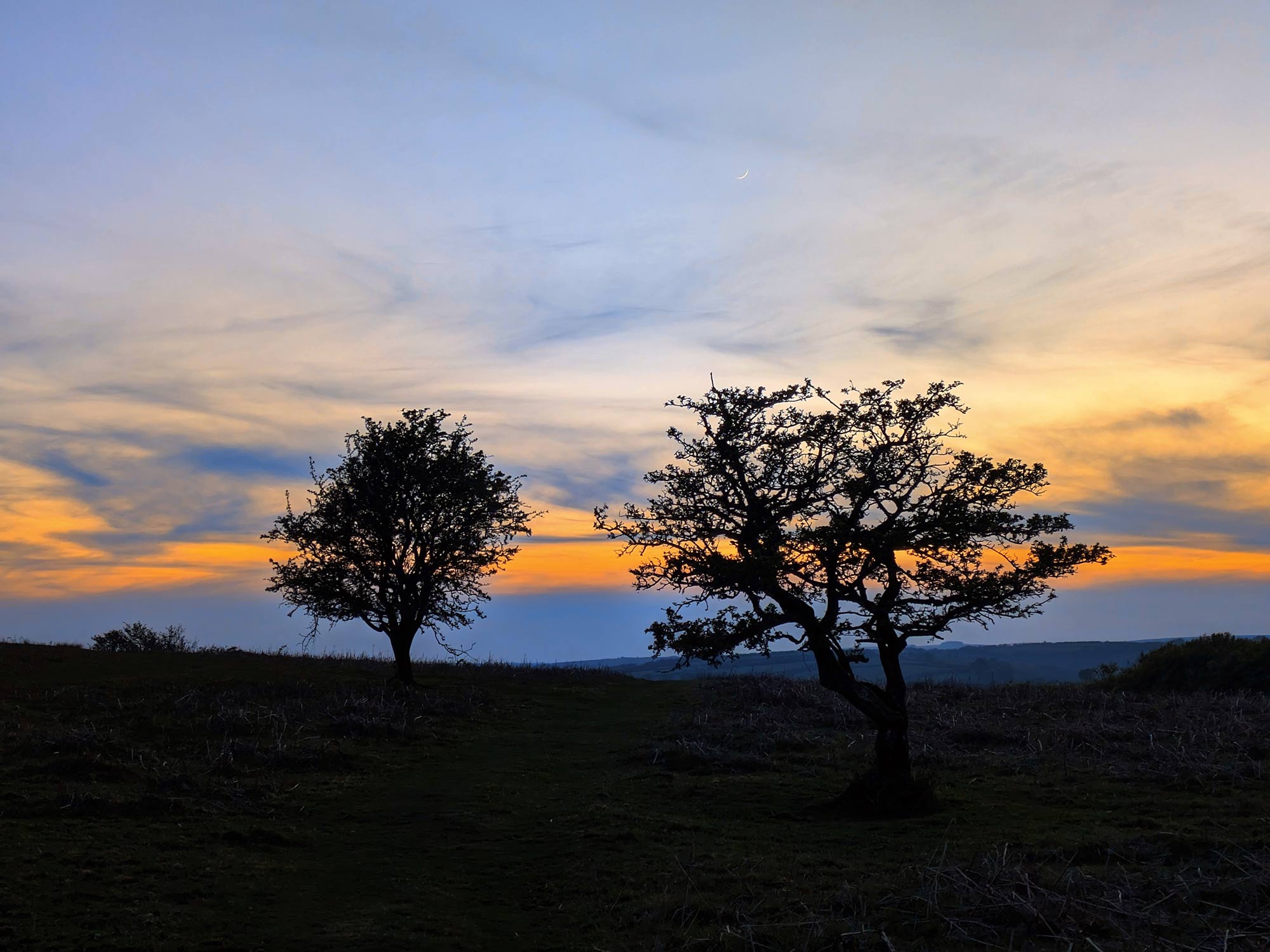 Two trees at sunset