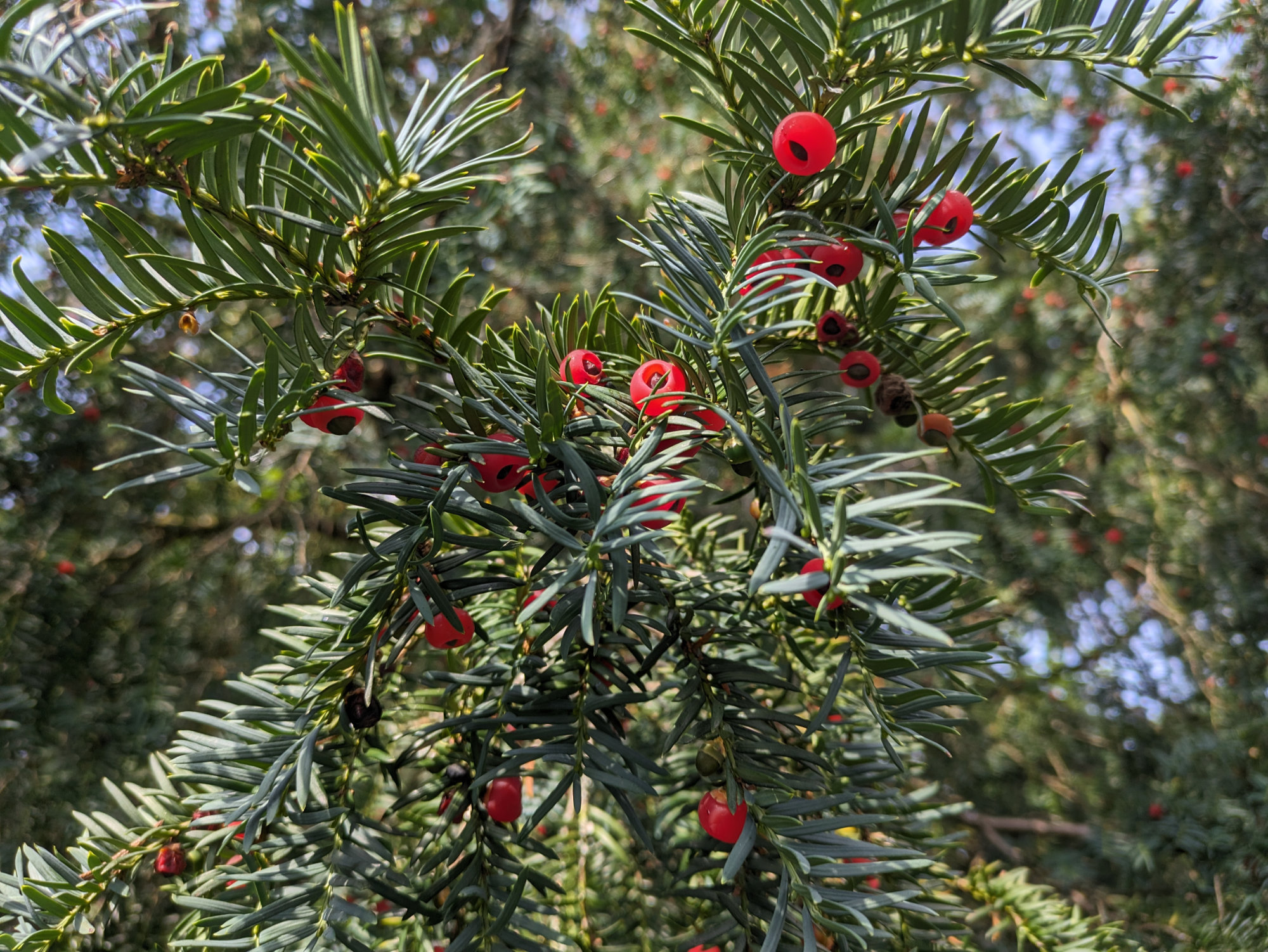 Ripe yew berries still on the branches